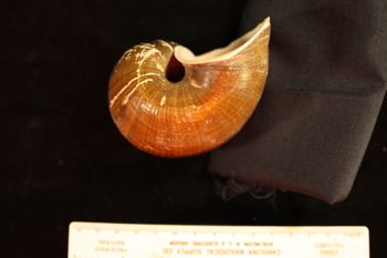Media type: image; Malacology 258085
